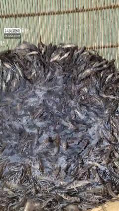 雜交黃骨魚高效養(yǎng)殖技術解析