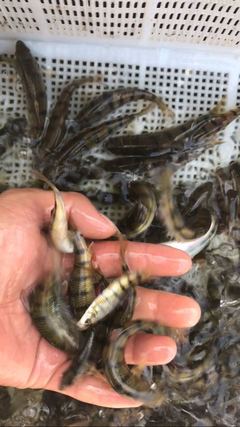 攜手共拓生態(tài)養(yǎng)殖新藍(lán)海 溪石斑魚（光唇魚）養(yǎng)殖與水質(zhì)改良劑研發(fā)合作邀約