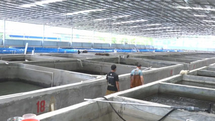 梧州市陸基設(shè)施化養(yǎng)殖蓬勃發(fā)展，建成圓池超680個(gè)引領(lǐng)漁業(yè)升級